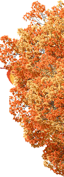 Listy | Volitaservis